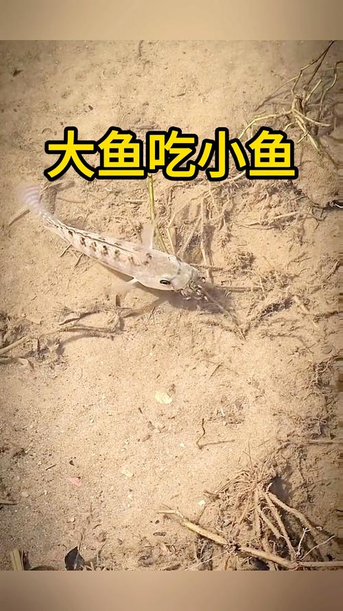 有哪些好玩的小鱼吃大鱼游戏？这几款经典不容错过！