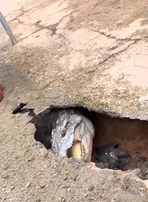 恐惧废土鳄鱼洞怎么过？高手分享独家通关秘籍！