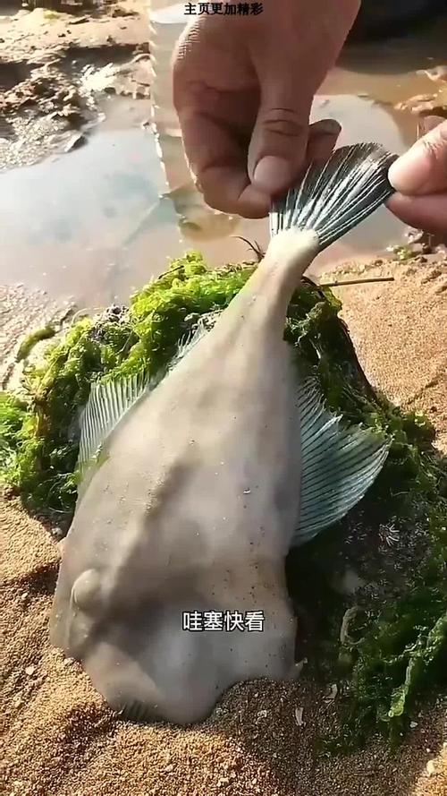 想买新鲜的大鼠尾鱼怎么挑选？老渔民教你几招辨真伪！