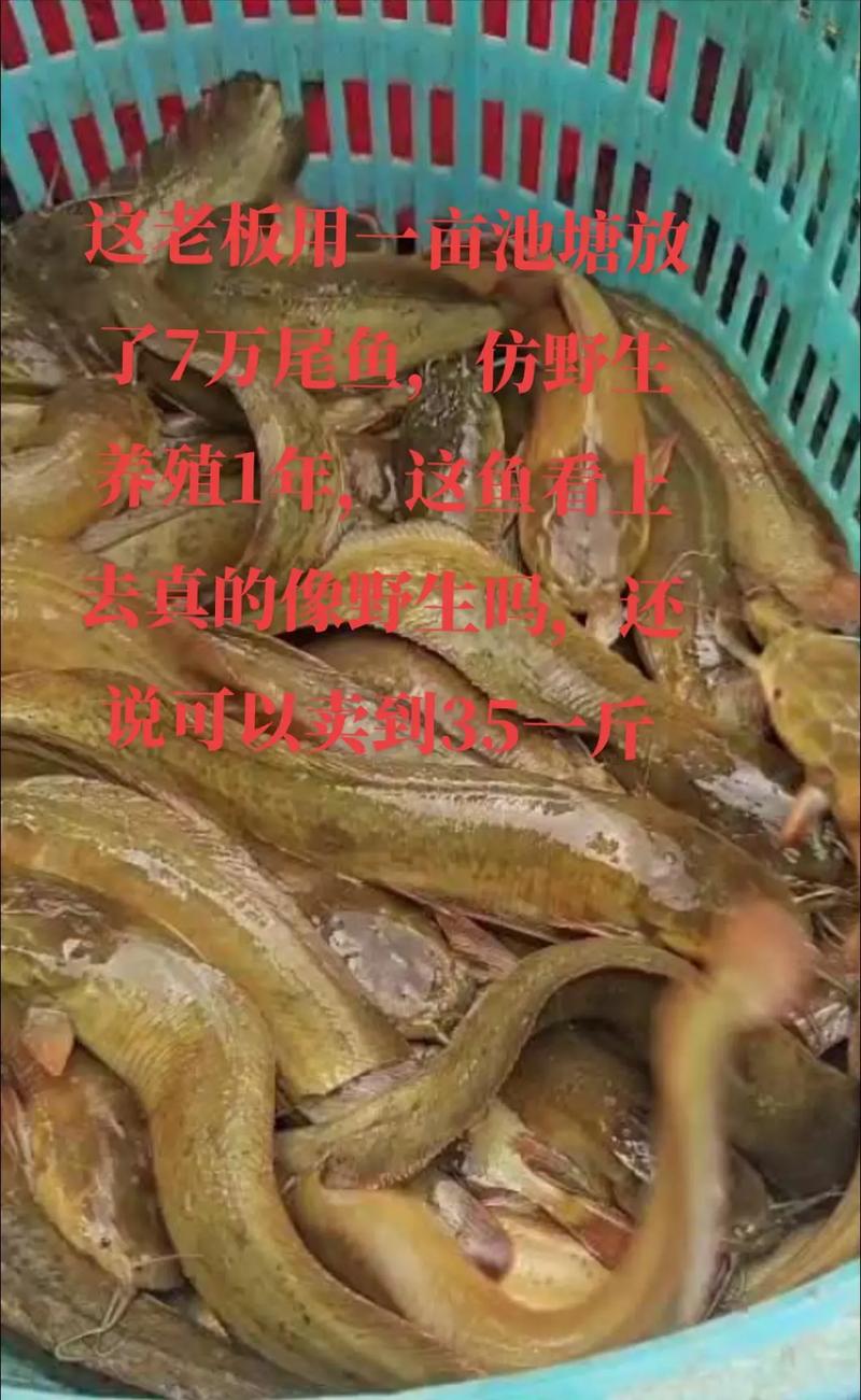 想买新鲜的大鼠尾鱼怎么挑选？老渔民教你几招辨真伪！