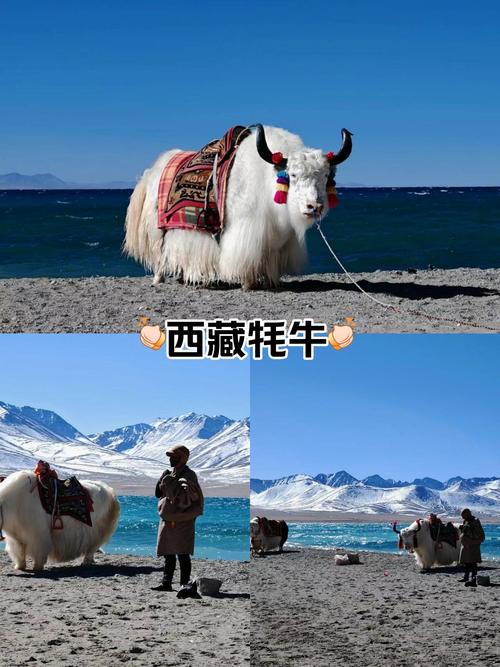 牦牛坐骑在哪买便宜又好？这份攻略请收好！