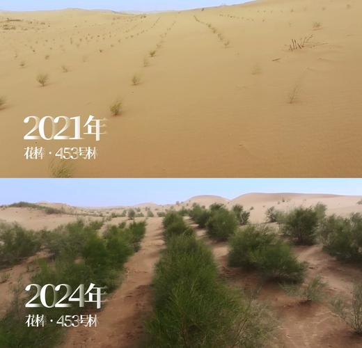 蚂蚁森林保护地效果如何？真实反馈大公开！