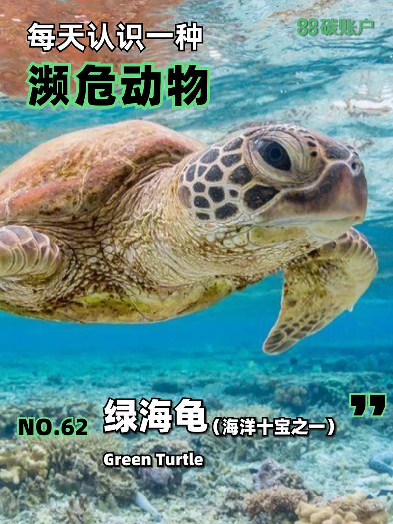 绿海龟得名的原因是什么？(3个小故事告诉你真相！)
