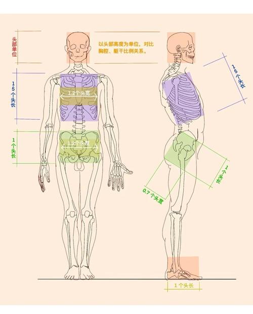 人体最坚硬的部分为什么会这么硬？科学解析大揭秘