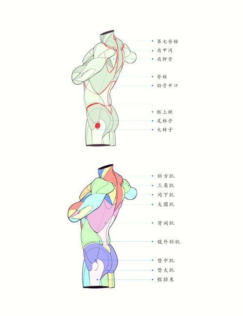 人体最坚硬的部分为什么会这么硬？科学解析大揭秘