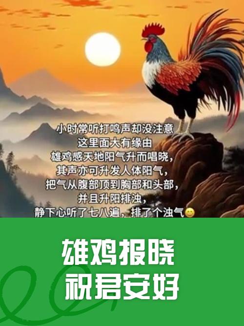 公鸡报晓有啥好处？早起好处早知道