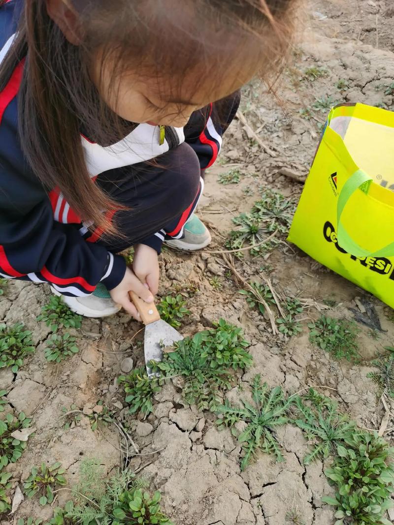 挖野菜是什么意思新手入门必备指南！
