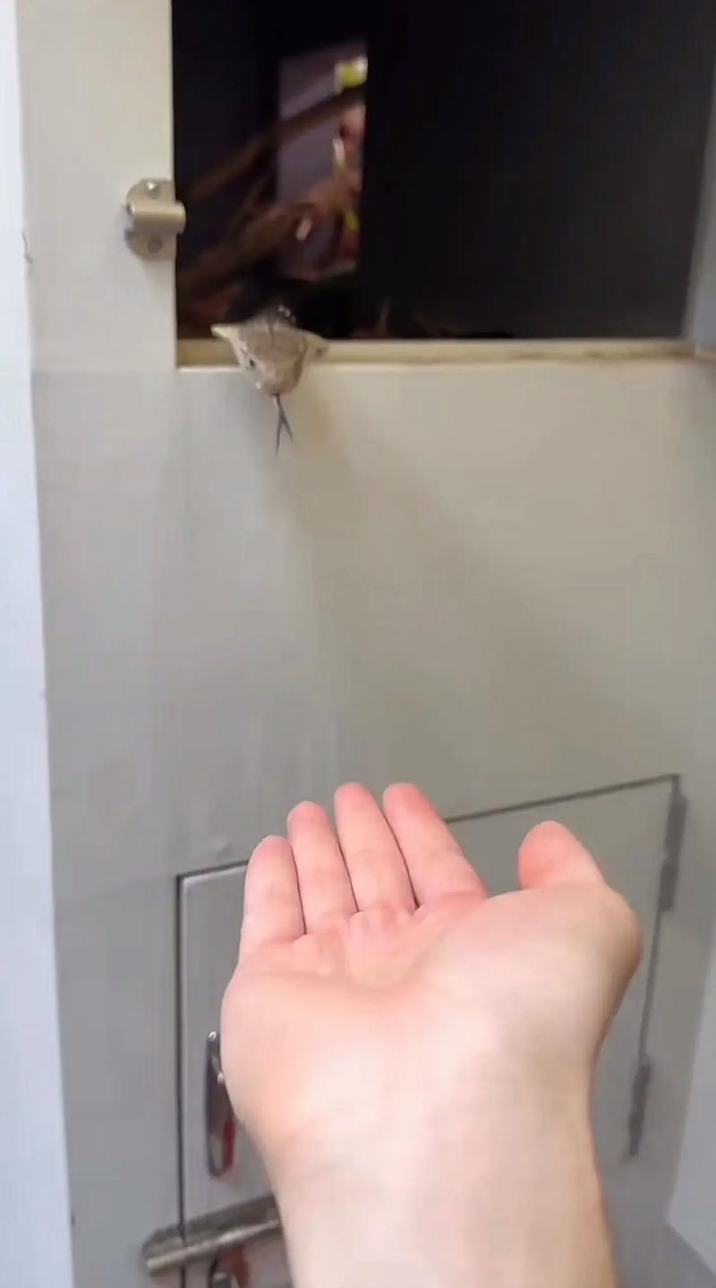 引蛇出洞是什么玩法？简单来说就是引诱目标行动