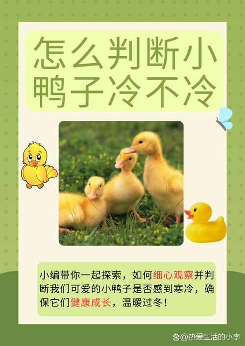 如何带娃读小鸭子的生活中文版？幼教揭秘5大互动技巧