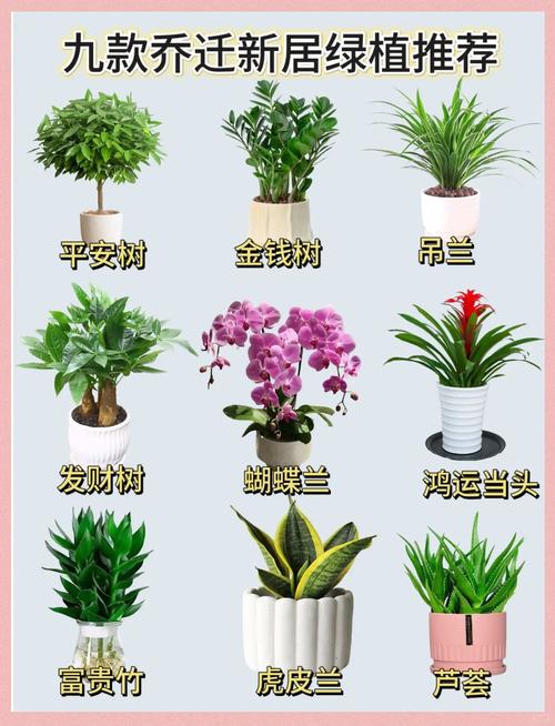 朋友搬家送哪种绿植好？推荐10种好养活又吉祥的植物