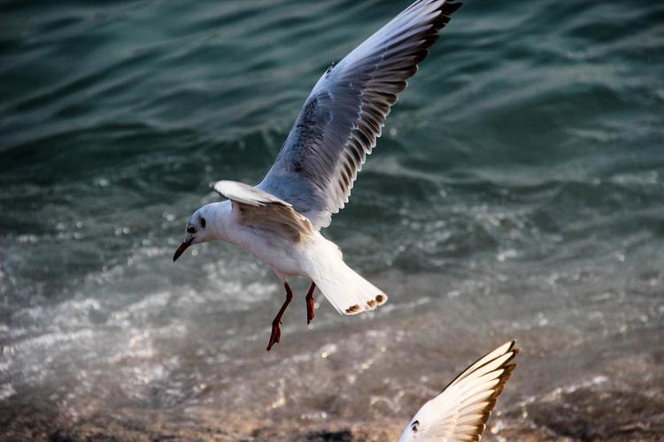 海上清洁工的海鸟怎么保护?(3个方法轻松守护这些海洋卫士)
