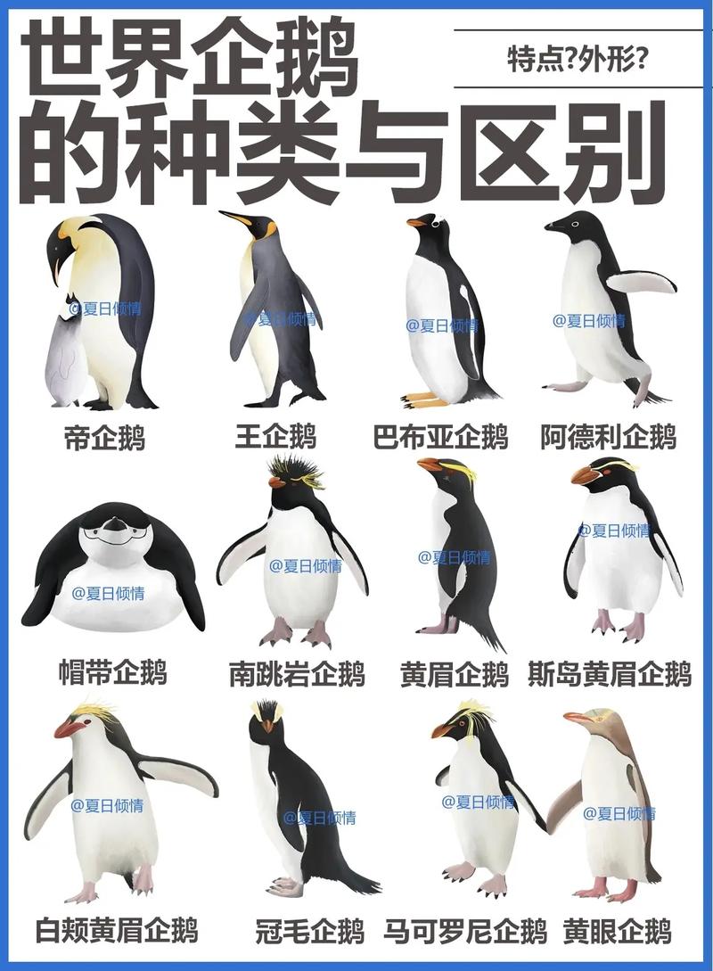 企鹅的翅膀有什么用这么短小？没想到在水里才是关键