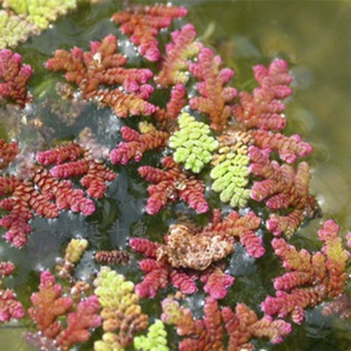 满江红植物如何使用？生活中的实用价值大解析
