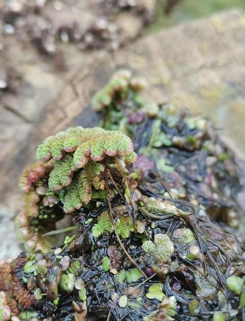 满江红植物如何使用？生活中的实用价值大解析