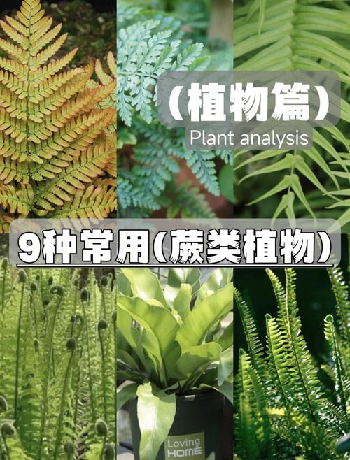 满江红植物如何使用？生活中的实用价值大解析