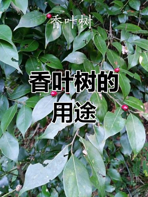 香叶是什么树的叶子?月桂还是肉桂看完就清楚!