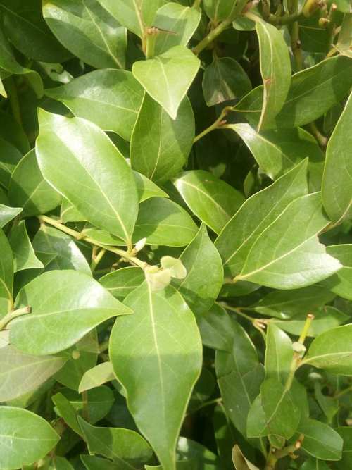 香叶是什么树的叶子？月桂还是肉桂看完就清楚！