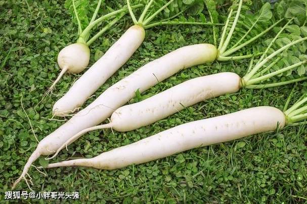 哪个是胡萝卜的亲戚？专家教你轻松分辨方法！