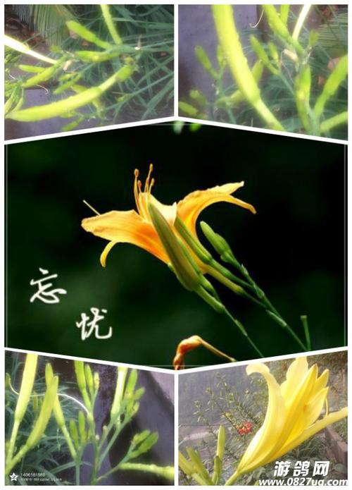 忘忧草日本网盘资源安全吗？避雷指南保护个人隐私！