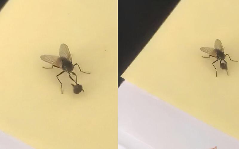苍蝇一停下来就搓手影响卫生吗？(专家解读预防措施简单)