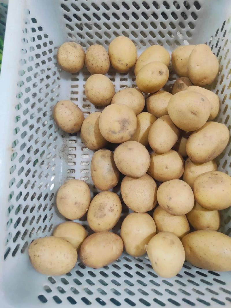 南方的小土豆啥意思？网友解释通俗易懂大揭秘