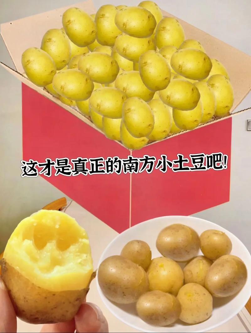 南方的小土豆啥意思？网友解释通俗易懂大揭秘
