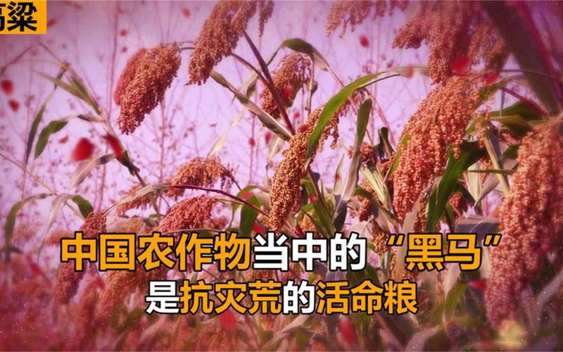 啥是铁杆庄稼？自古抗旱高产就靠这几种谷物（老祖宗智慧）