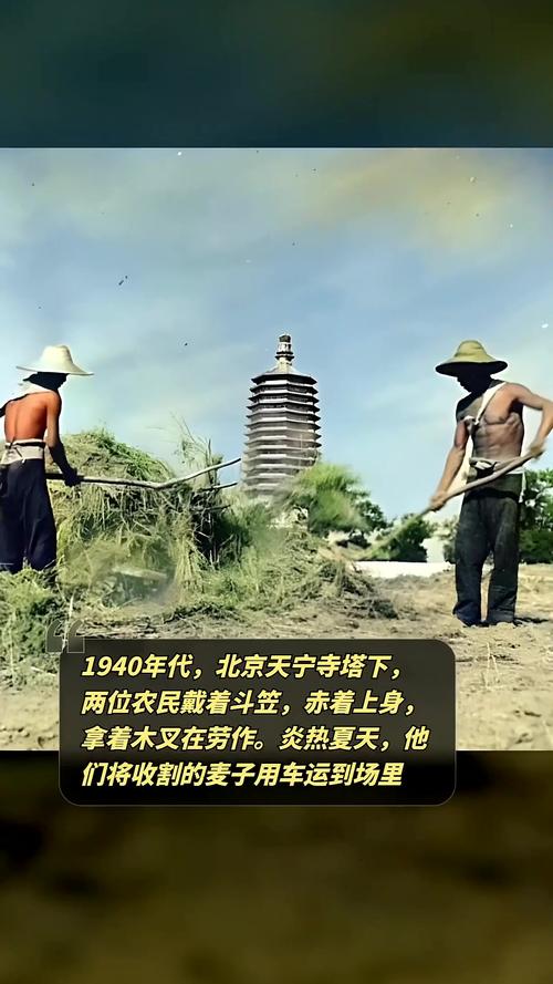 啥是铁杆庄稼？自古抗旱高产就靠这几种谷物（老祖宗智慧）