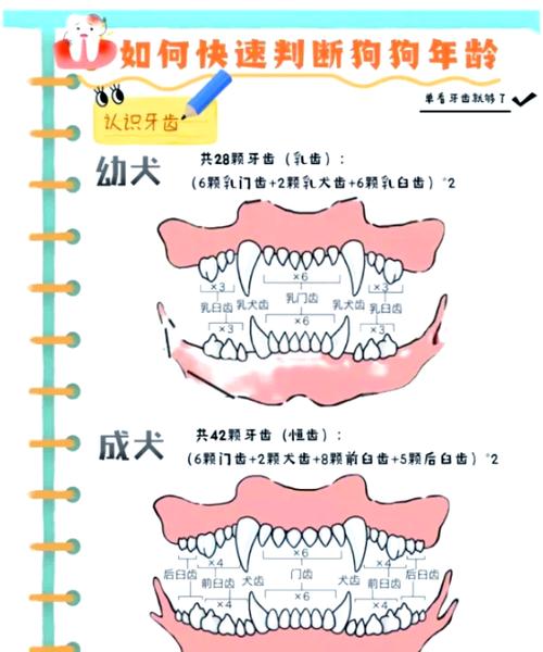 哪种动物一直在换牙？揭秘鲨鱼无限换牙惊人真相！