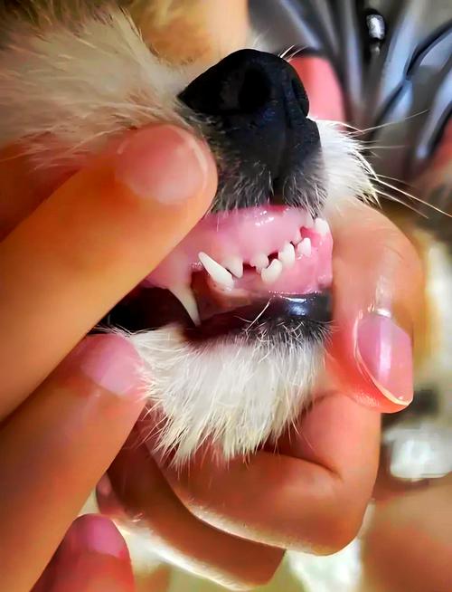 哪种动物一直在换牙？揭秘鲨鱼无限换牙惊人真相！