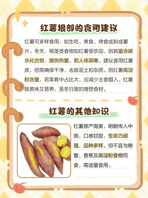 红薯吃的到底是茎还是根？多年误区一次说清