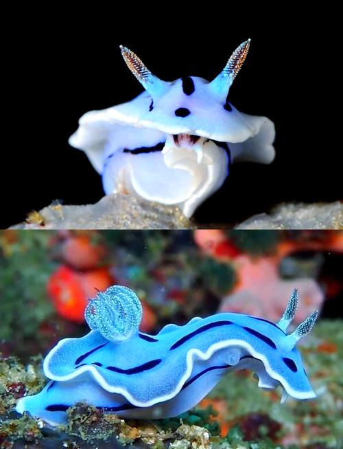 海洋动物的神奇生存技能：揭秘进行夏眠的独特习性