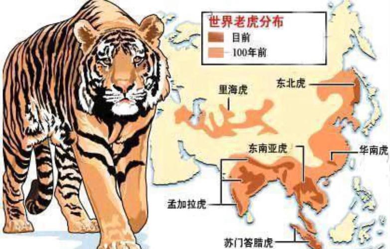老虎地图全国地图包多大内存？手机空间占用实测数据