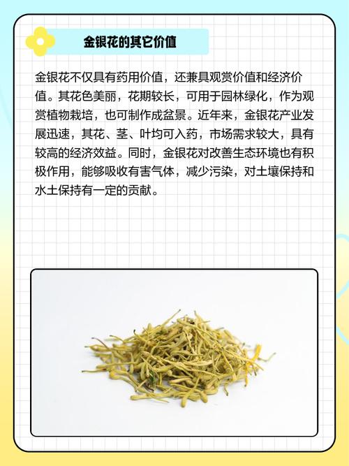 忍冬花为什么被称金银花？简单科普真相讲清楚！