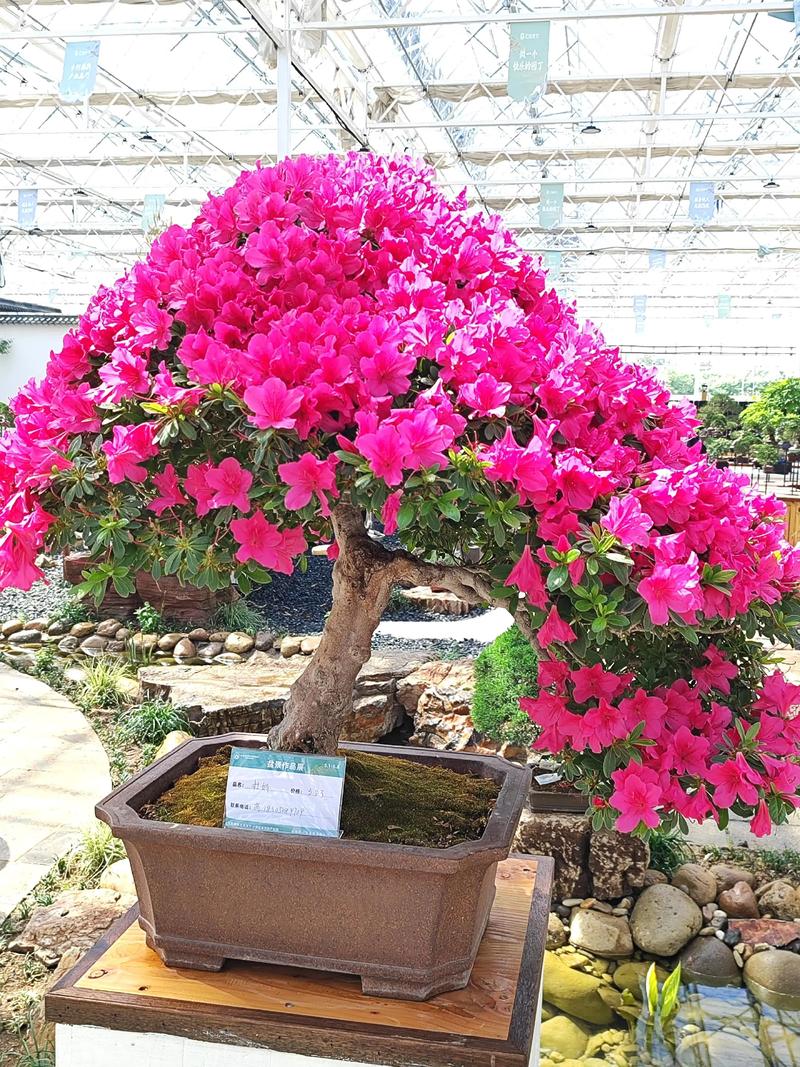 花中西施指的是什么花答案来了杜鹃花的别称一看便知