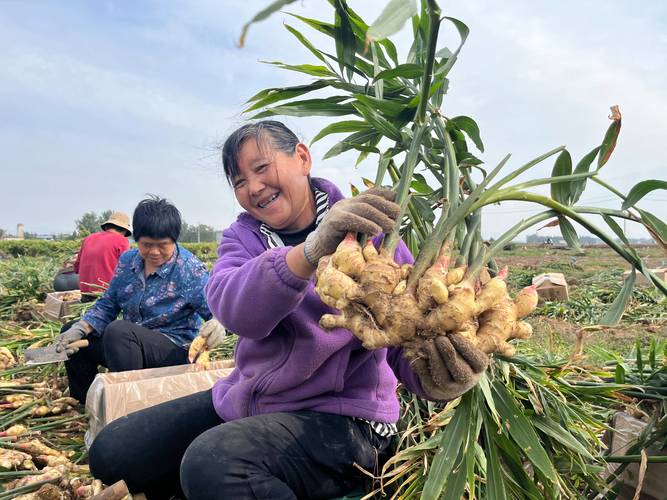 最适合收获老姜的时节是什么时候？这3个月份是关键！