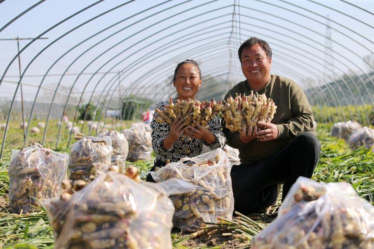 最适合收获老姜的时节是什么时候？这3个月份是关键！