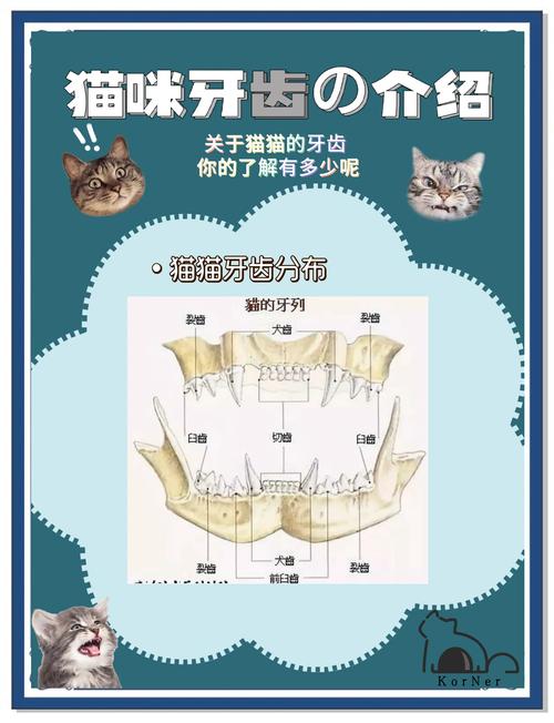 什么动物一生都在换牙？看看小老鼠如何当换牙冠军