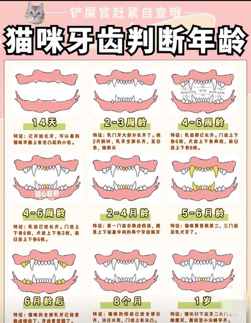 什么动物一生都在换牙？看看小老鼠如何当换牙冠军