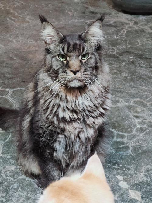 哪些猫品种自带拽气场？解密我们喵星人就是这么拽的真相