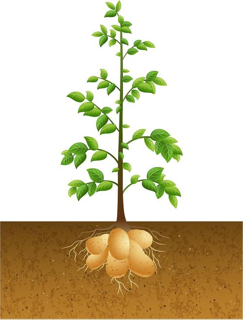 土豆是植物的哪个部位有啥秘密?农民揭秘全部真相!