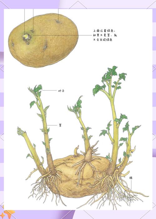 土豆是植物的哪个部位有啥秘密？农民揭秘全部真相！