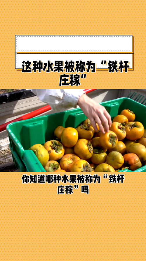 铁杆庄稼指什么水果？避免误认这些水果的秘诀！