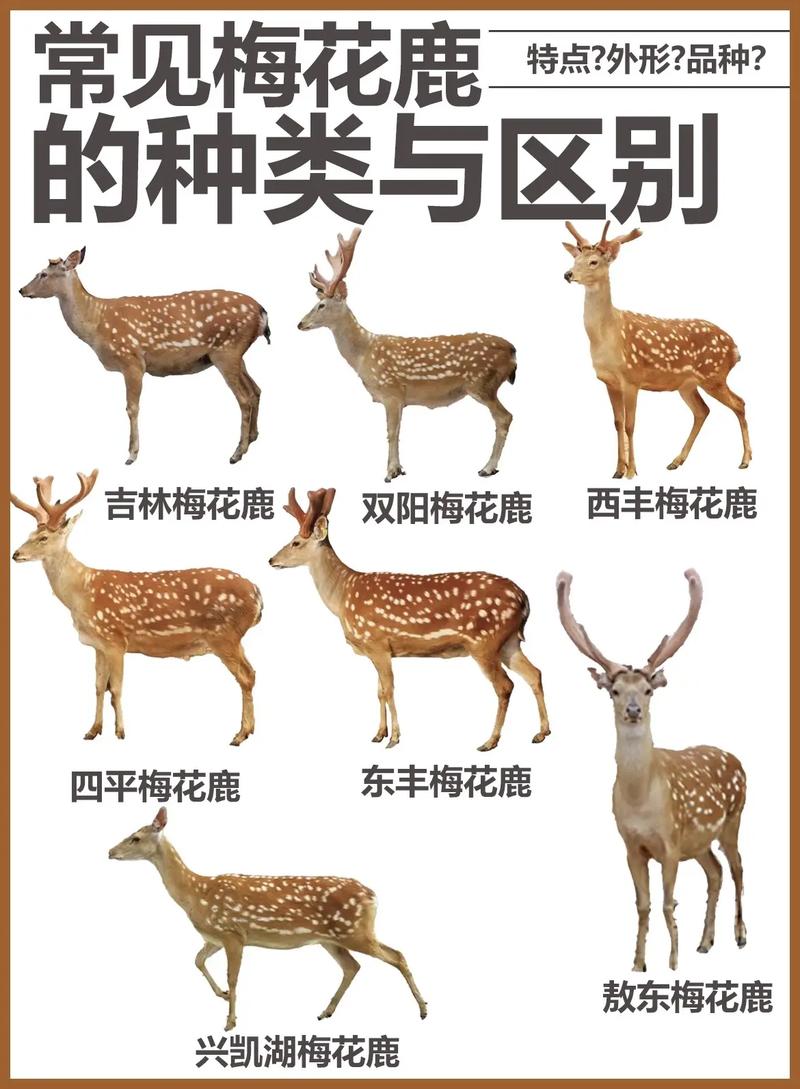 哪种鹿不论雌雄都有角？三个事实让你豁然开朗！