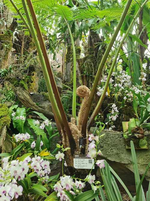 哪种树被称为活化石？认识这种活历史才算长见识！