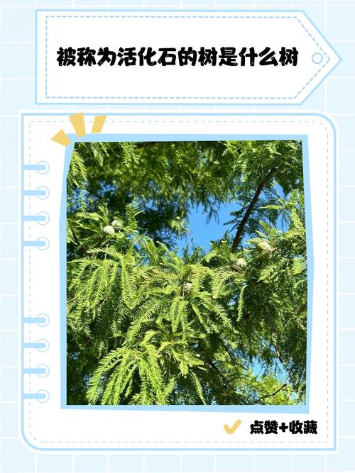 哪种树被称为活化石?认识这种活历史才算长见识!