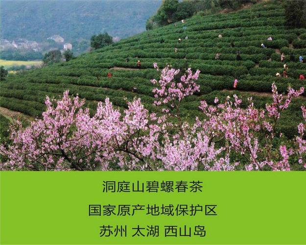 洞庭湖碧螺春产自哪里？一看就懂三大核心地点