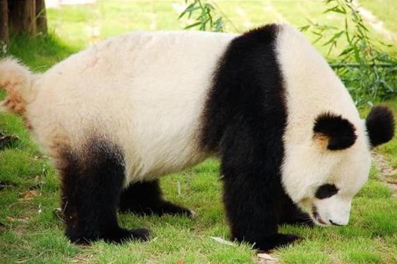 大熊猫尾巴什么颜色？真相揭秘让你大吃一惊！
