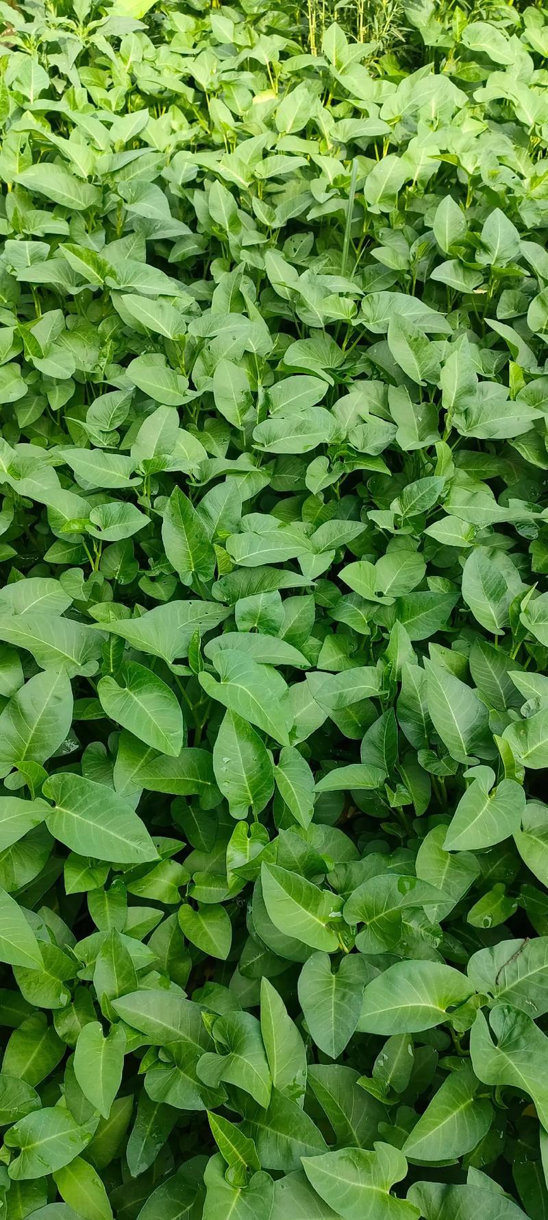 无公害蔬菜和绿色蔬菜怎么选 5大标准一看就懂