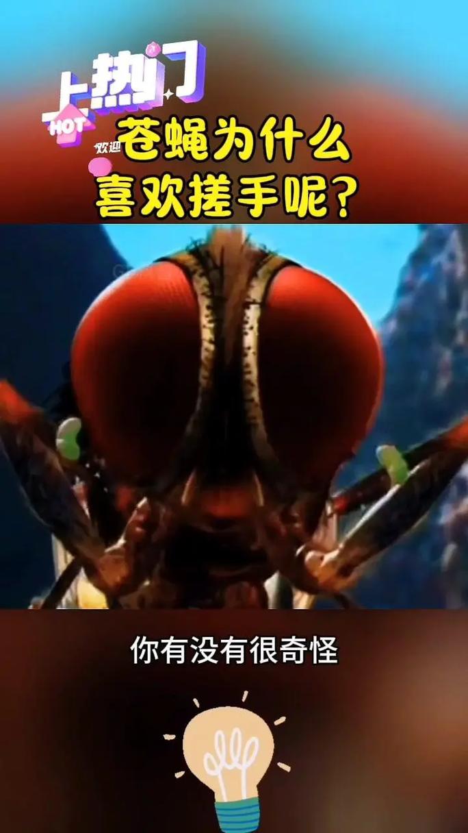 为什么苍蝇喜欢搓手？停下来的秘密全解析！